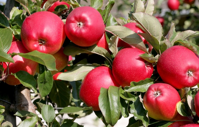 Jak powstają nasze soki?